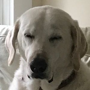 Meet your Posher, Kerry